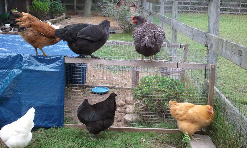 Gudfree the Hen: Can We Be Friends?